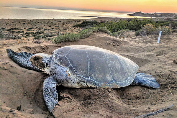 James Fair reports on turtle conservation in North Cyprus